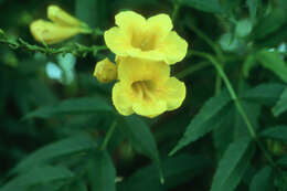 Image of Yellow bells