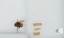 Image of Sitka bumble bee