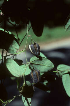 Image of West Indian dutchman's pipe