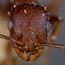 Image of Leptothorax oraniensis Forel 1894