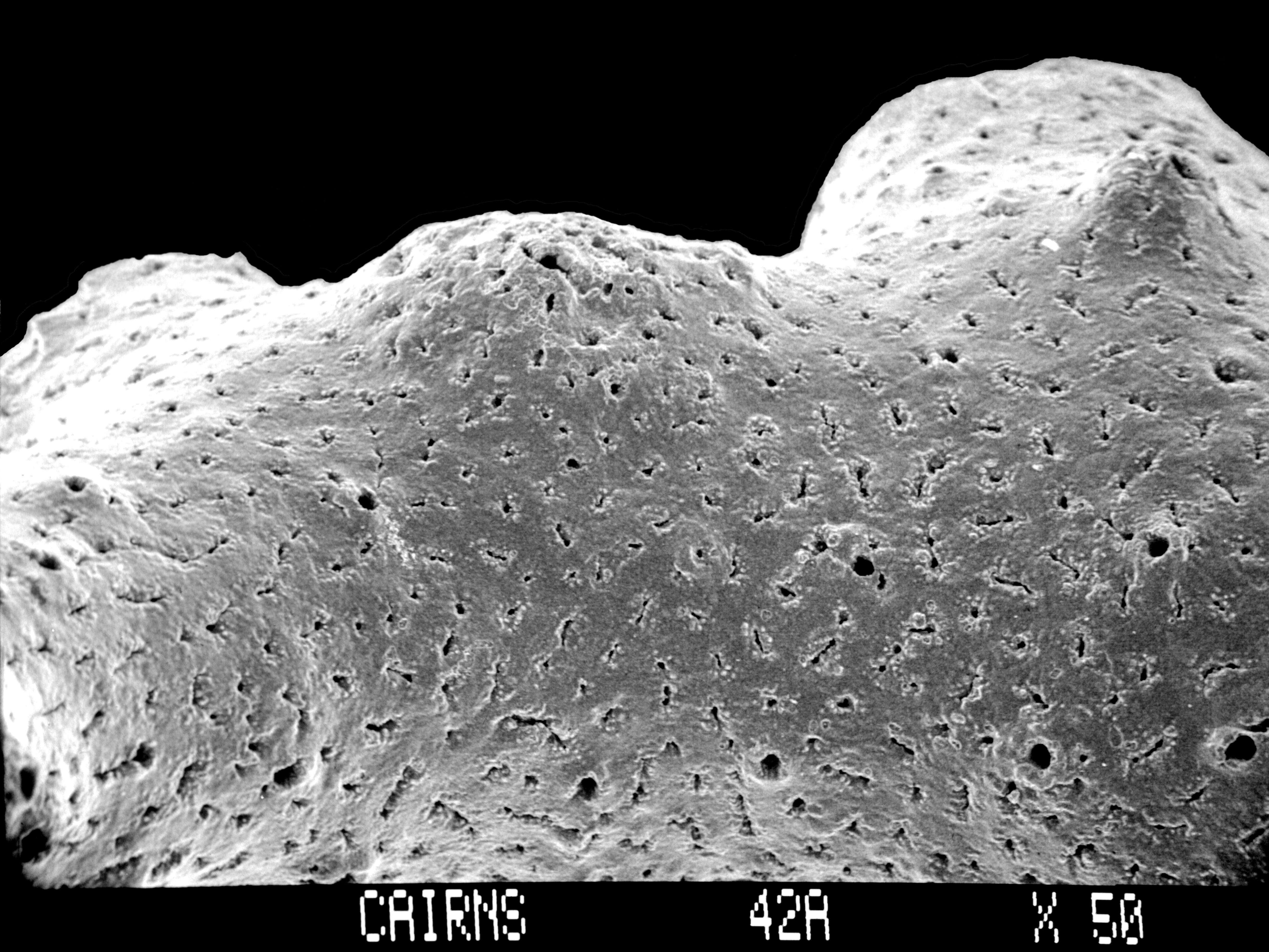 Image of Lepidopora sarmentosa Boschma 1968