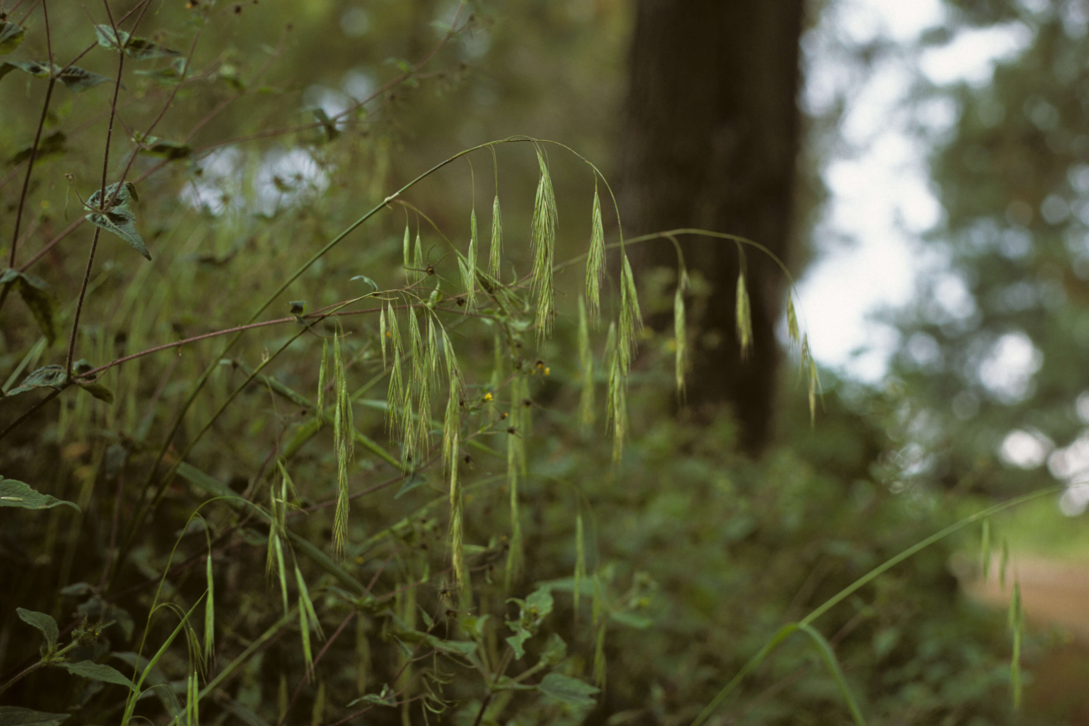 Image of Bromus dolichocarpus Wagnon