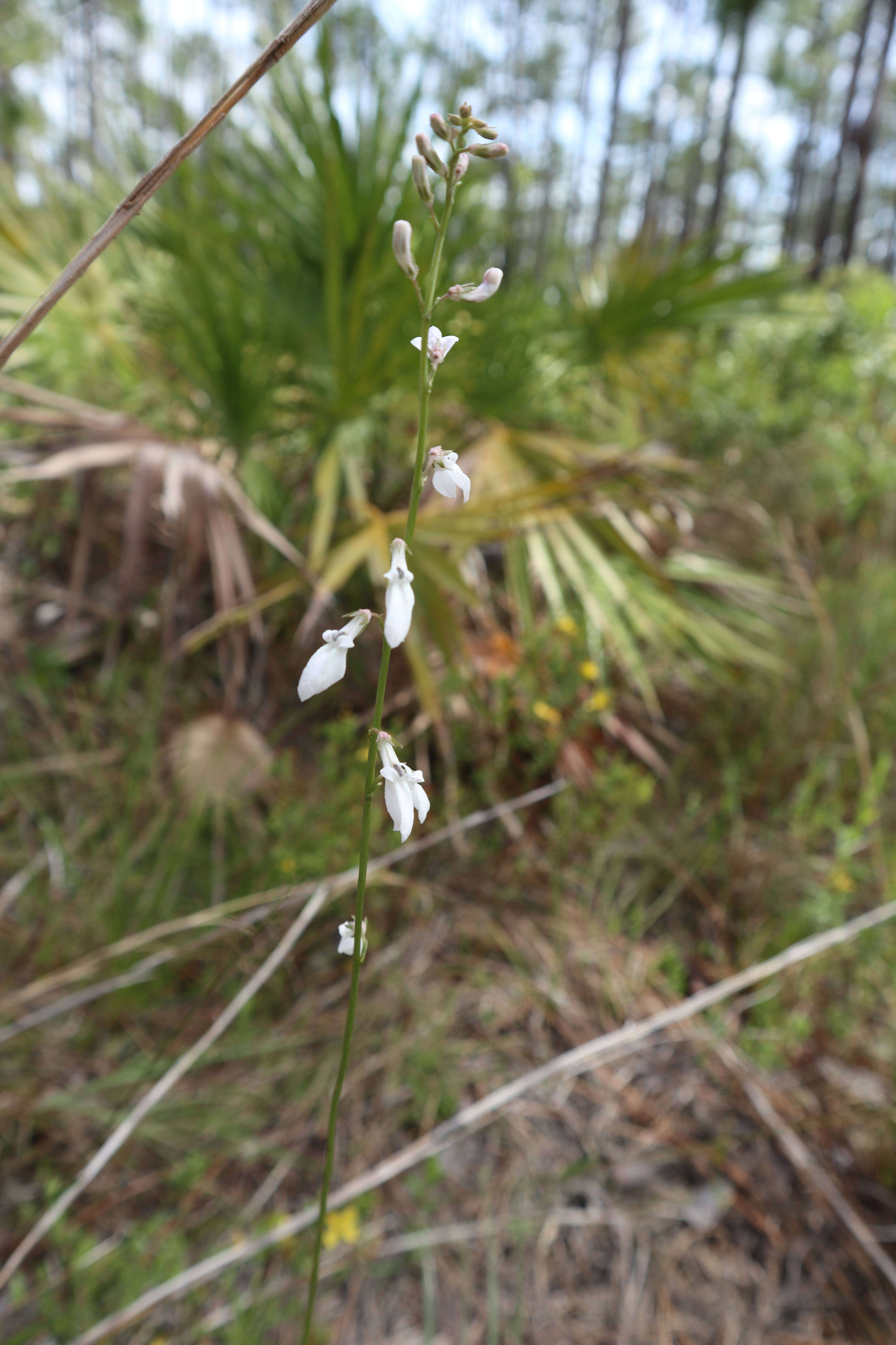 Imagem de Lobelia paludosa Nutt.