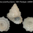 Image of Mirachelus acanthus Quinn 1991