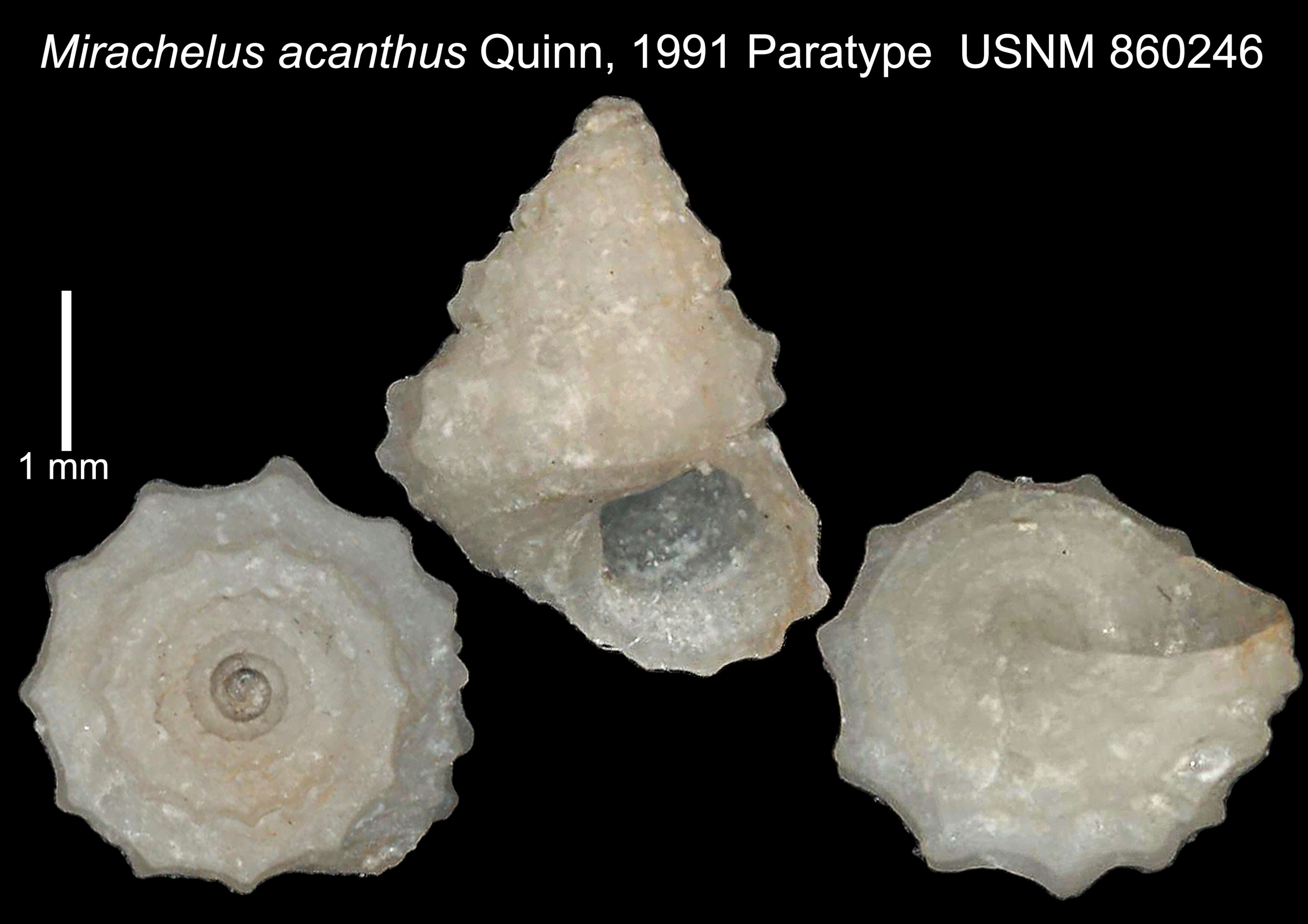 Image of Mirachelus acanthus Quinn 1991