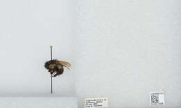 Bombus ephippiatus Say 1837 resmi