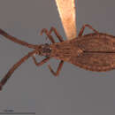 Image of Melanorhopala duryi Osborn & Drake