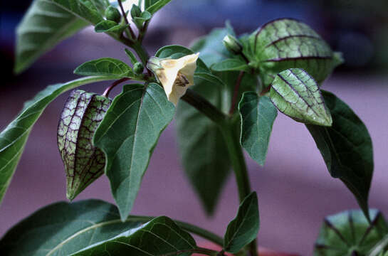 Image of cutleaf groundcherry