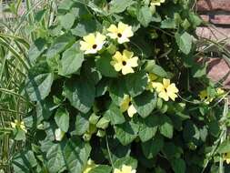 Image of blackeyed Susan vine