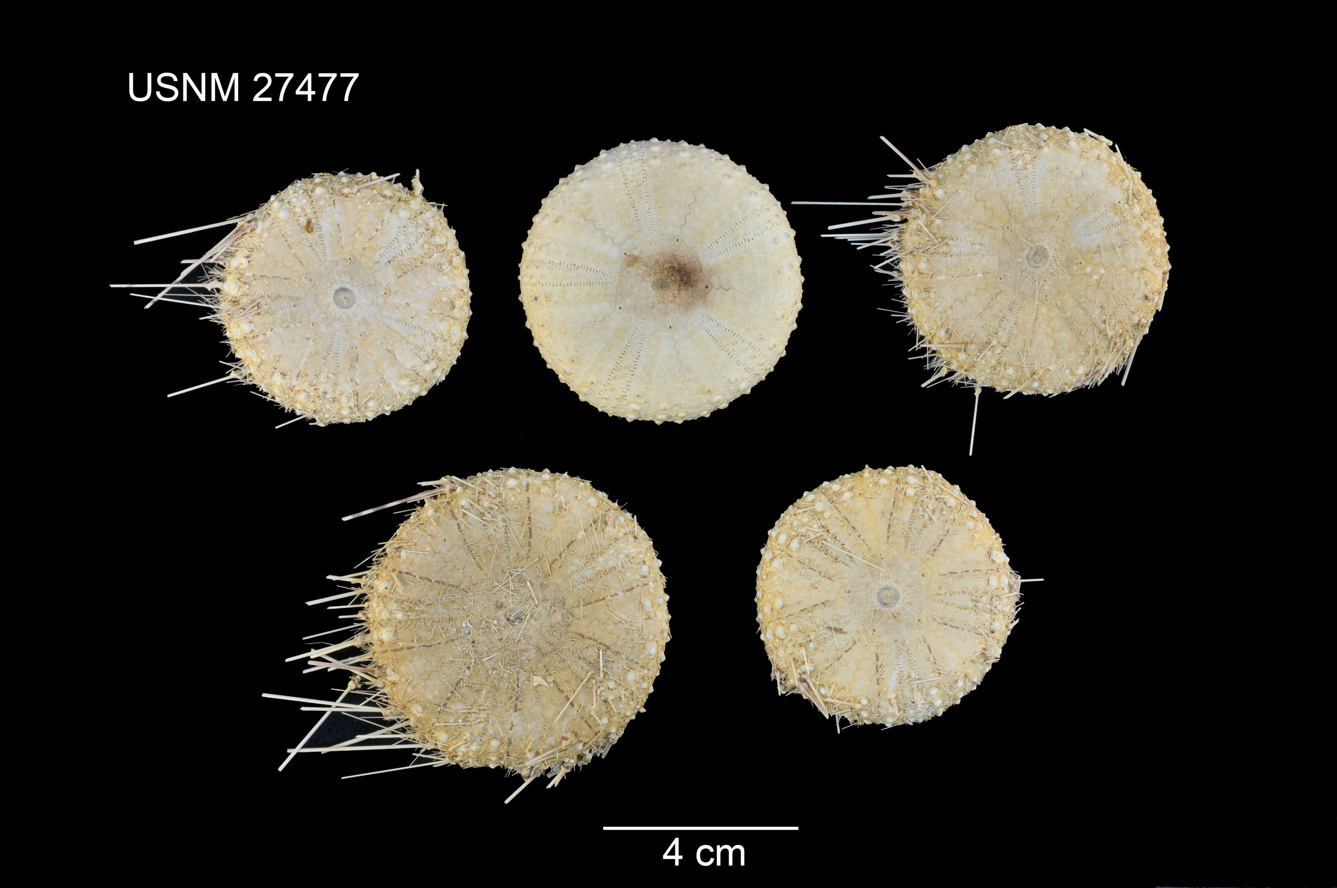 Image of Chaetodiadema pallidum A. Agassiz & H. L. Clark 1907