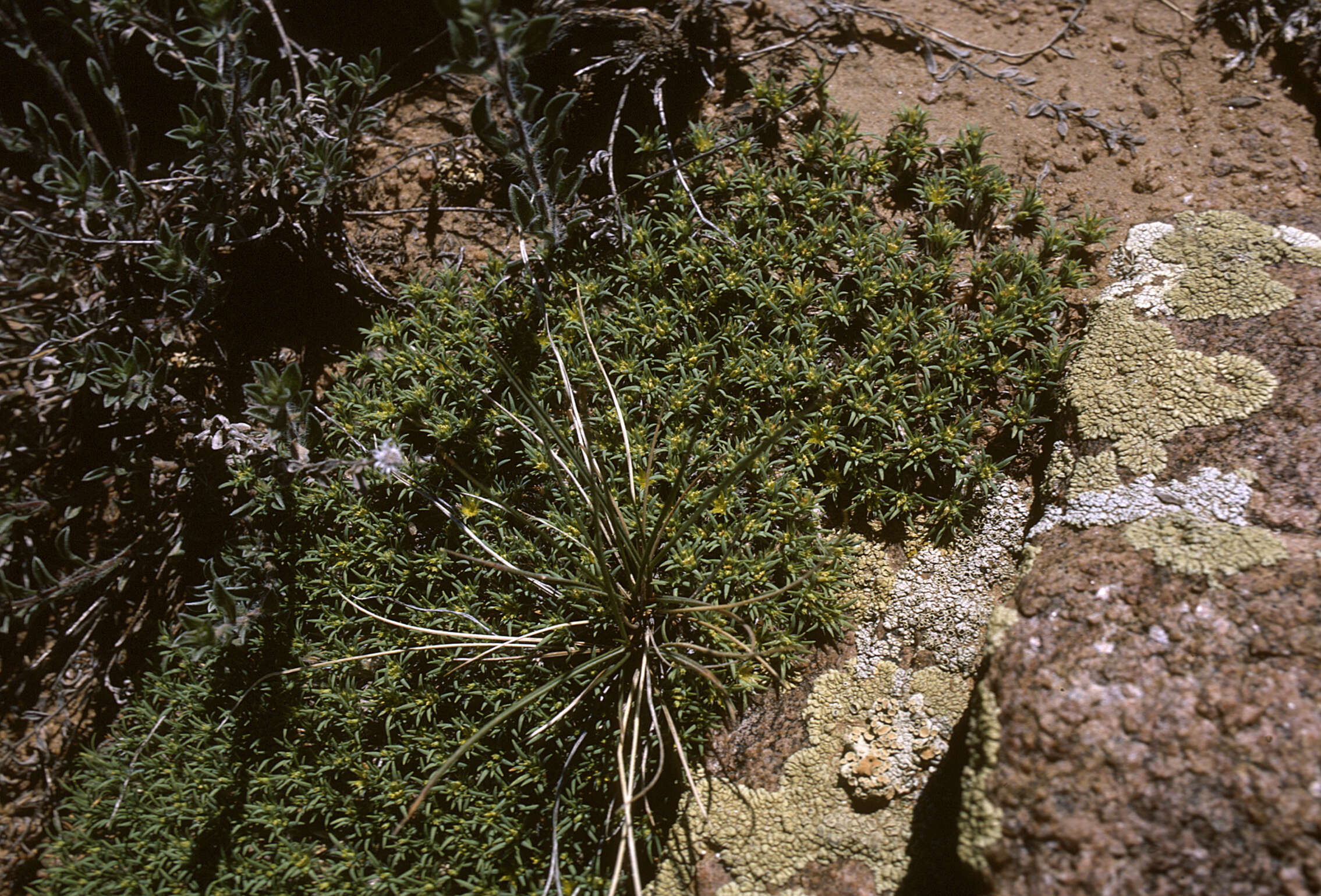 Слика од Paronychia sessiliflora Nutt.