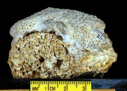Image of pore coral