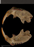 Image of Llano pocket gopher