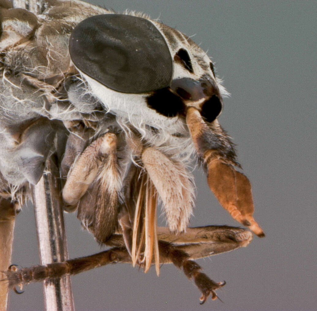 Image of Haematopota stonei Thompson 1977