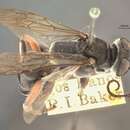 Image of Crabronid wasp