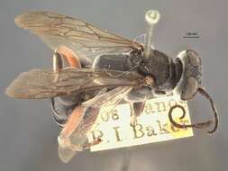 Image of Crabronid wasp