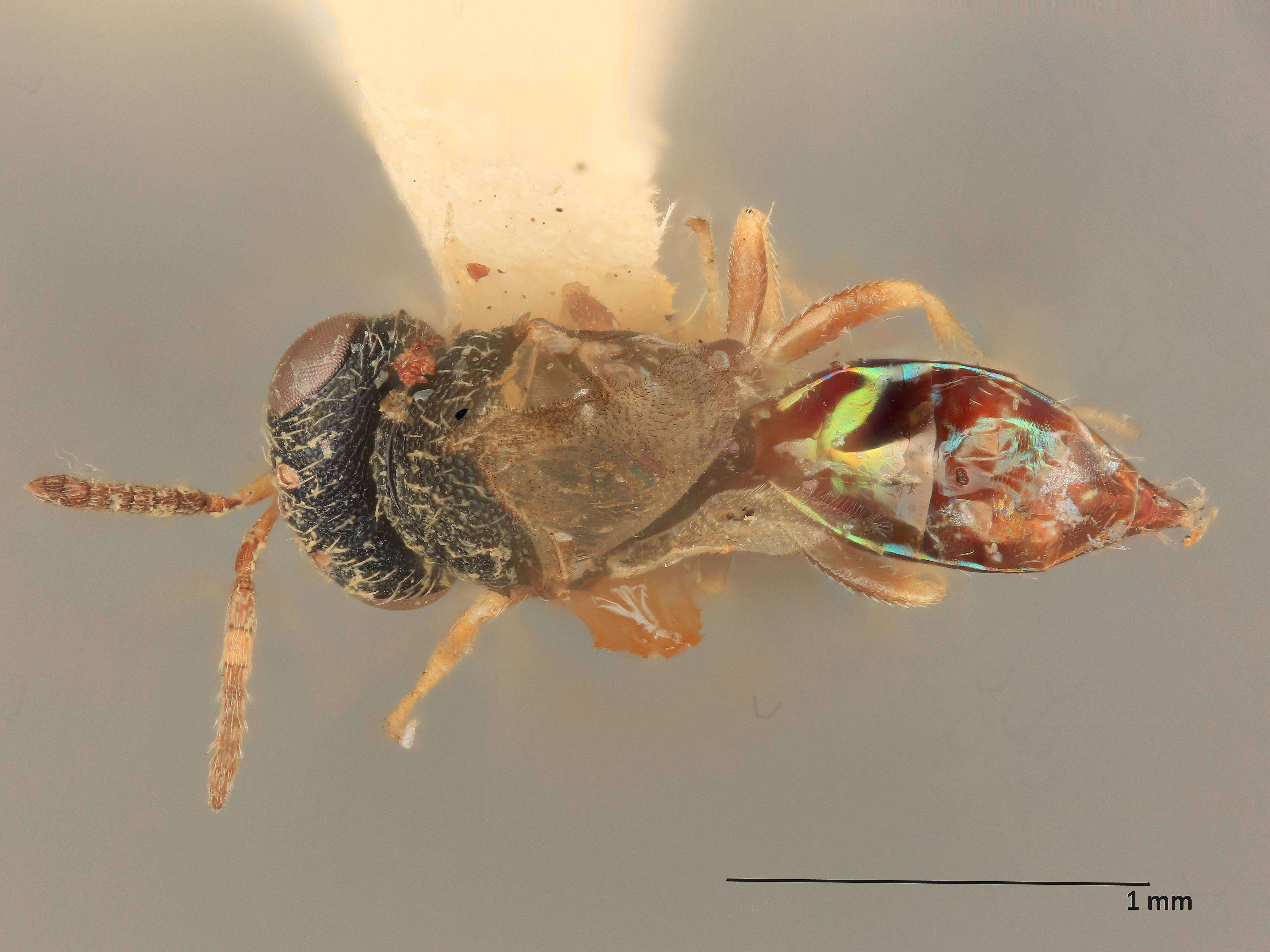 Heteroschema rugosopunctata (Ashmead 1894) resmi