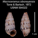 Imagem de Macroceramus siboneyensis C. Torre & Bartsch 2008