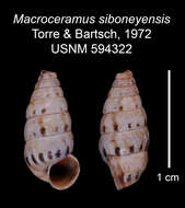 Imagem de Macroceramus siboneyensis C. Torre & Bartsch 2008