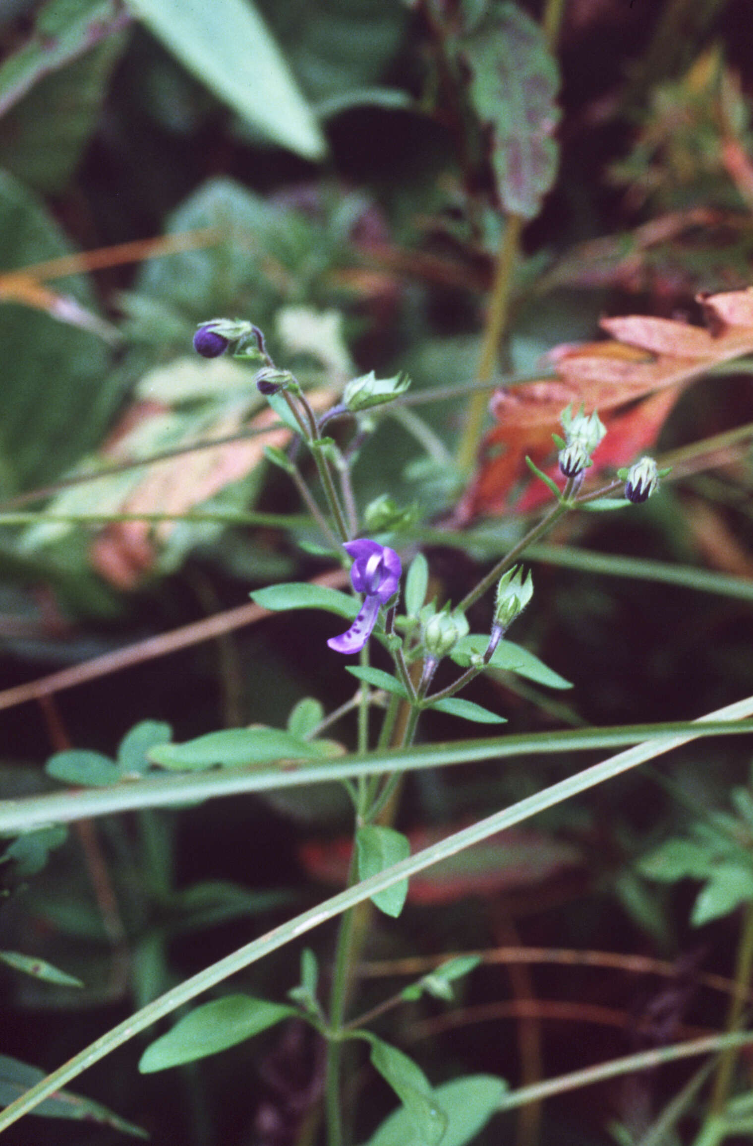 Image of forked bluecurls