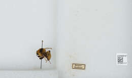 Слика од Bombus zonatus Smith 1854