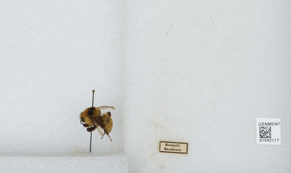 Слика од Bombus zonatus Smith 1854