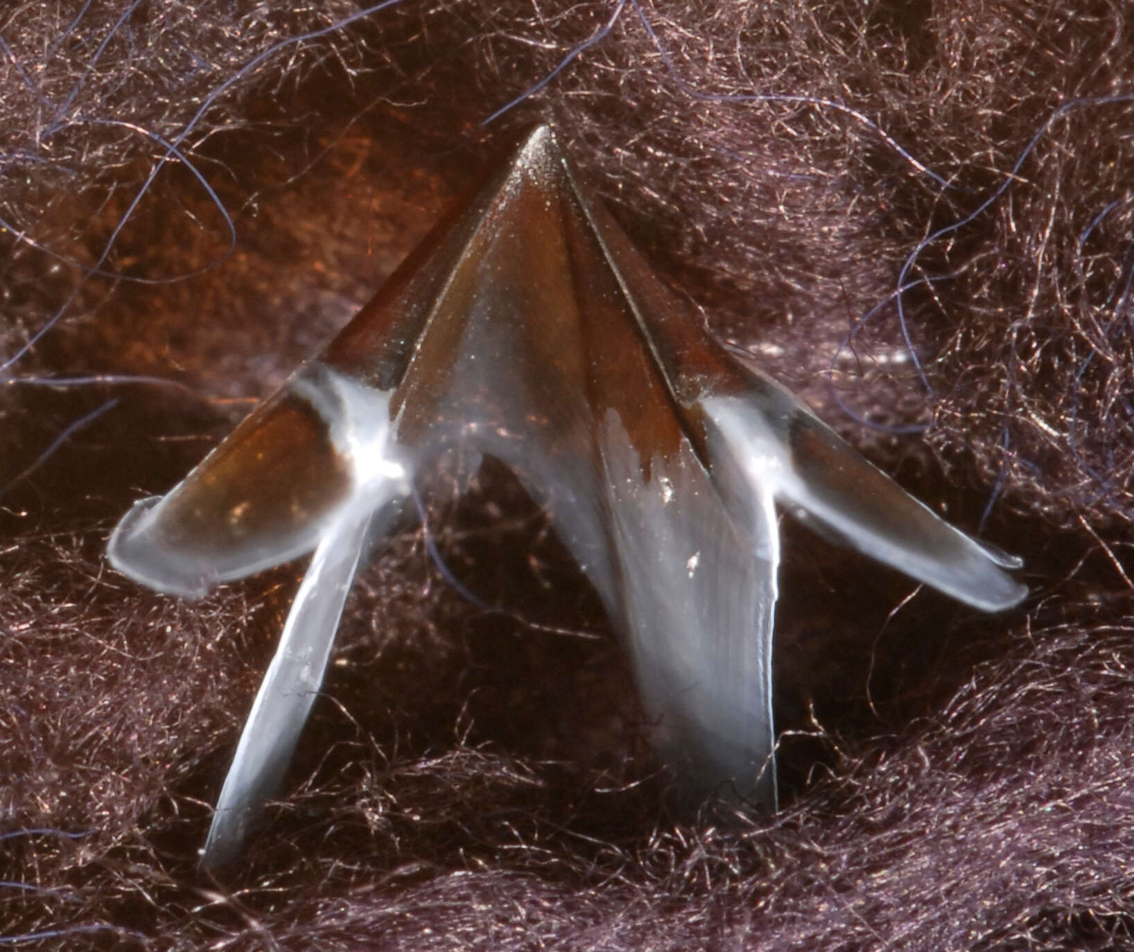 Image of Narrowteuthis nesisi Young & Vecchione 2005