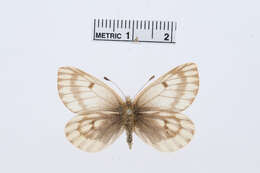 Image of Baltia butleri (Moore 1882)