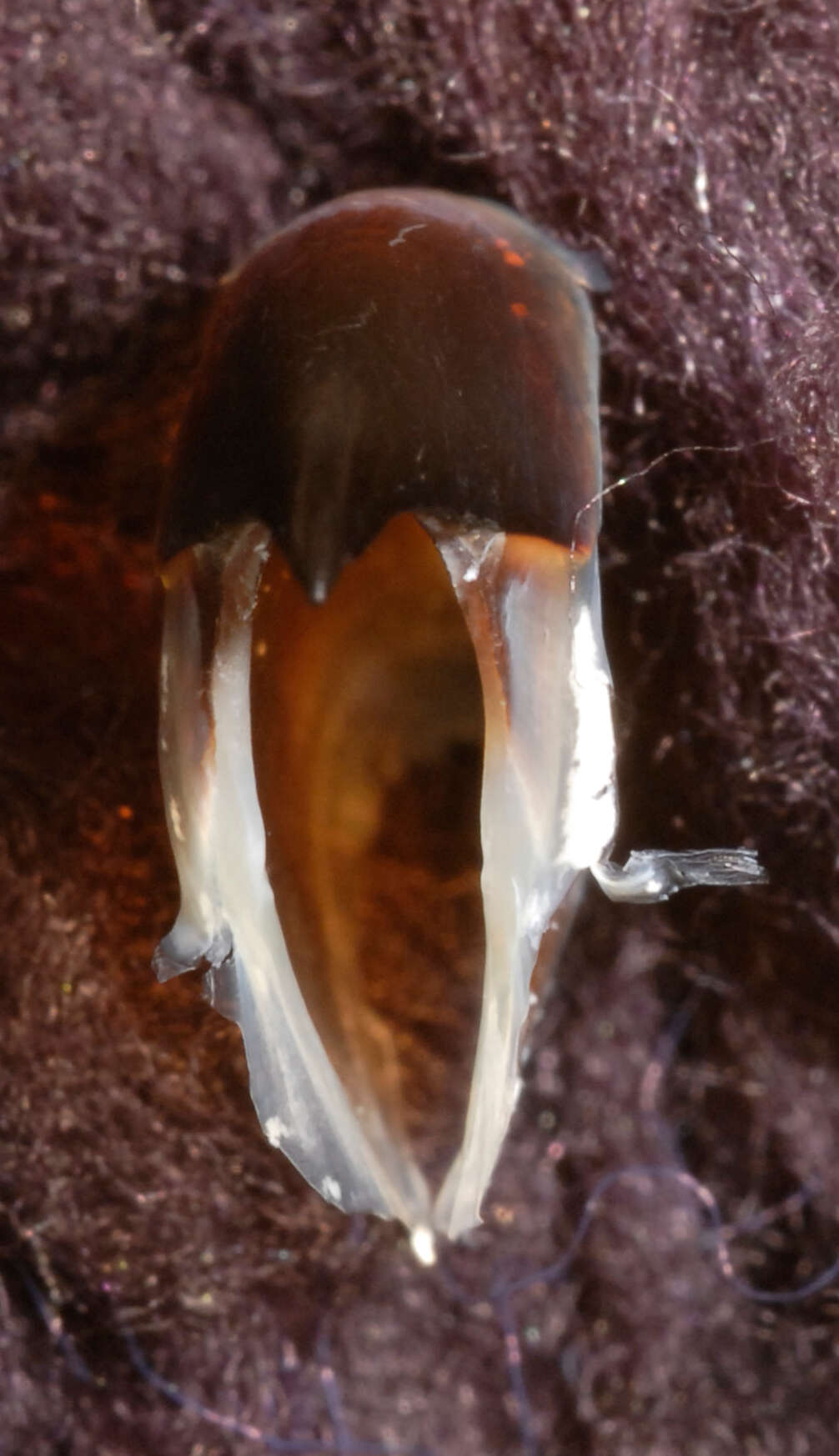 Image of Coffee bean scaled squid