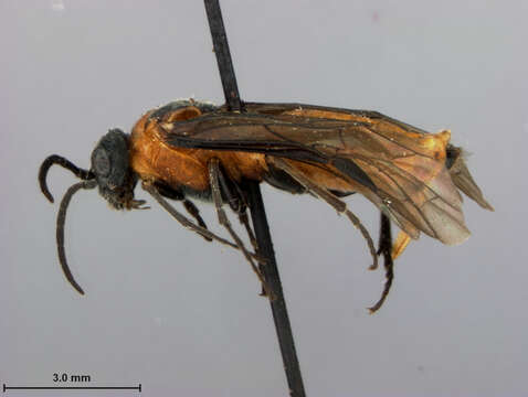 Dolerus fasciatus Audinet-Serville 1823的图像