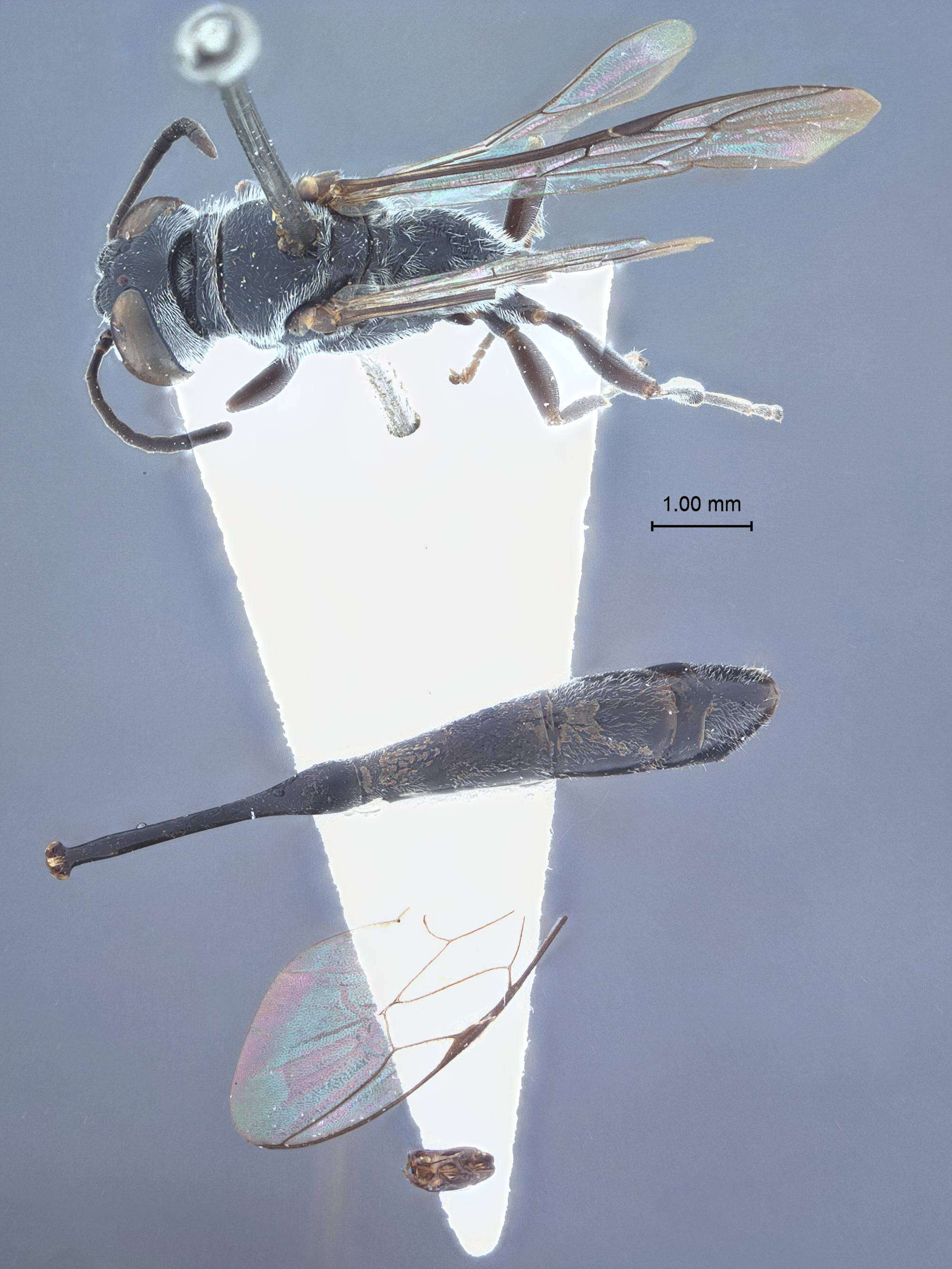 Image of Trypoxylon trituberculatum Tsuneki 1980