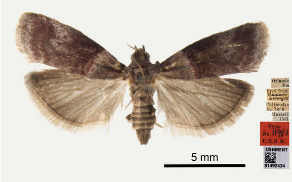 Acrobasis nuxvorella Neunzig 1970 resmi