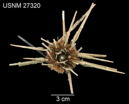 Image of Hawaiian sea urchin