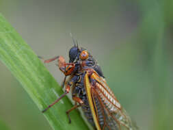 Image of Decim Periodical Cicada