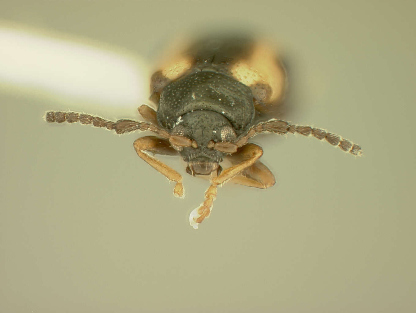 Image of Phyllotreta liebecki Schaeffer 1919