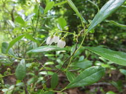 Image of dwarf huckleberry