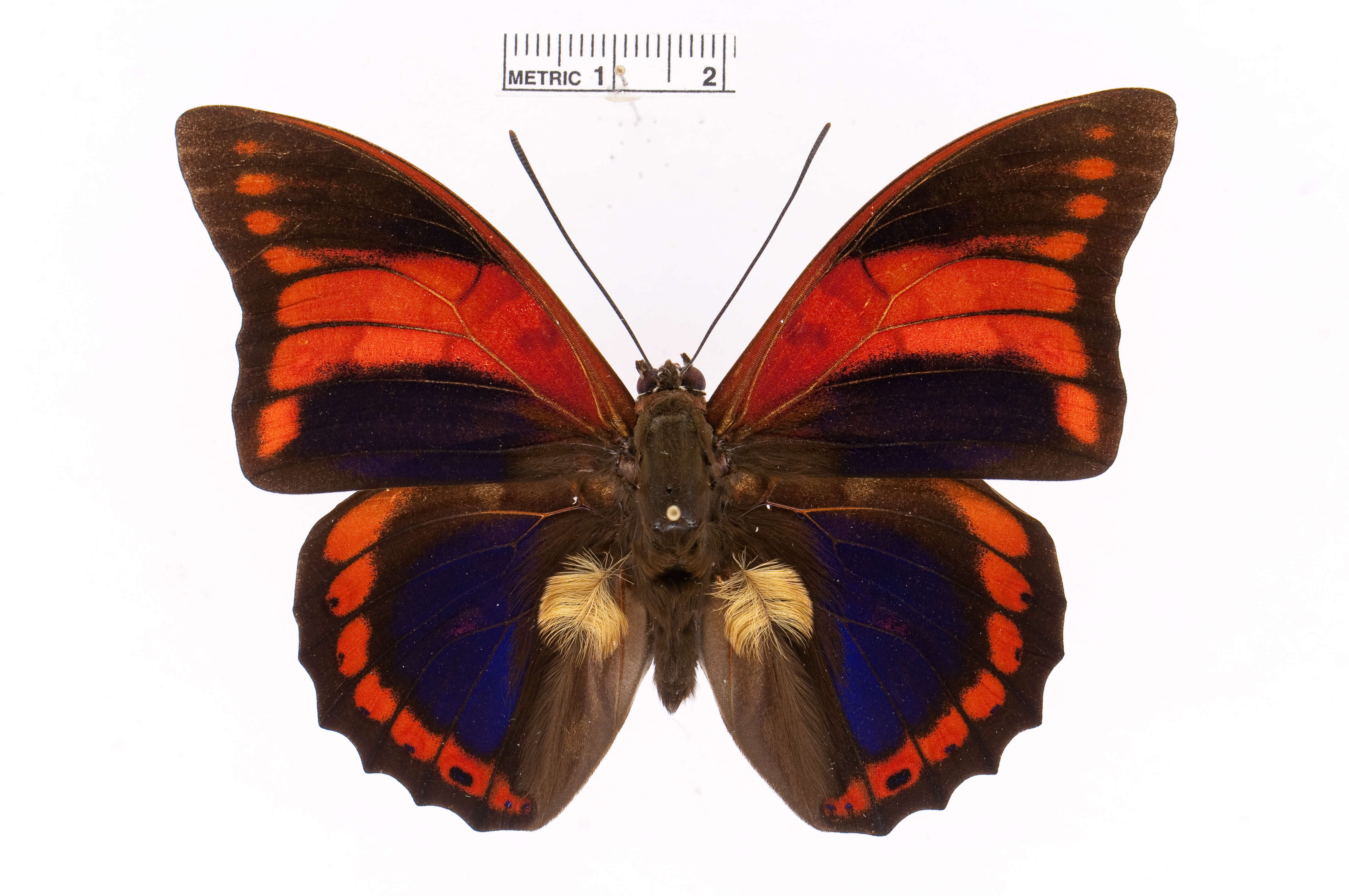 Image of Prepona praeneste Hewitson 1859