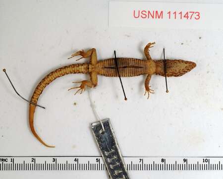 Image of MacDougall's Tropical Night Lizard