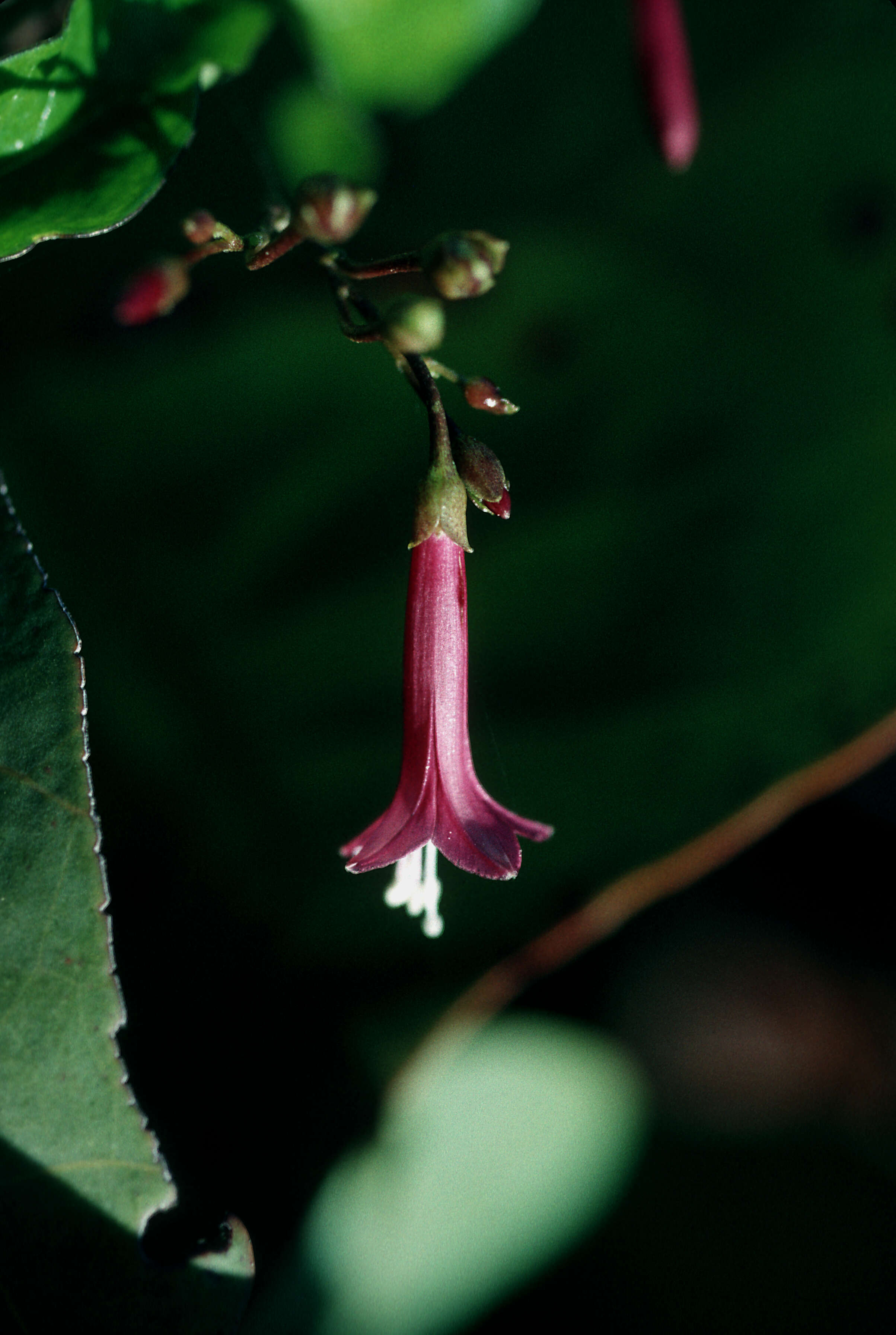 Sivun Jacquemontia solanifolia (L.) Hall. fil. kuva