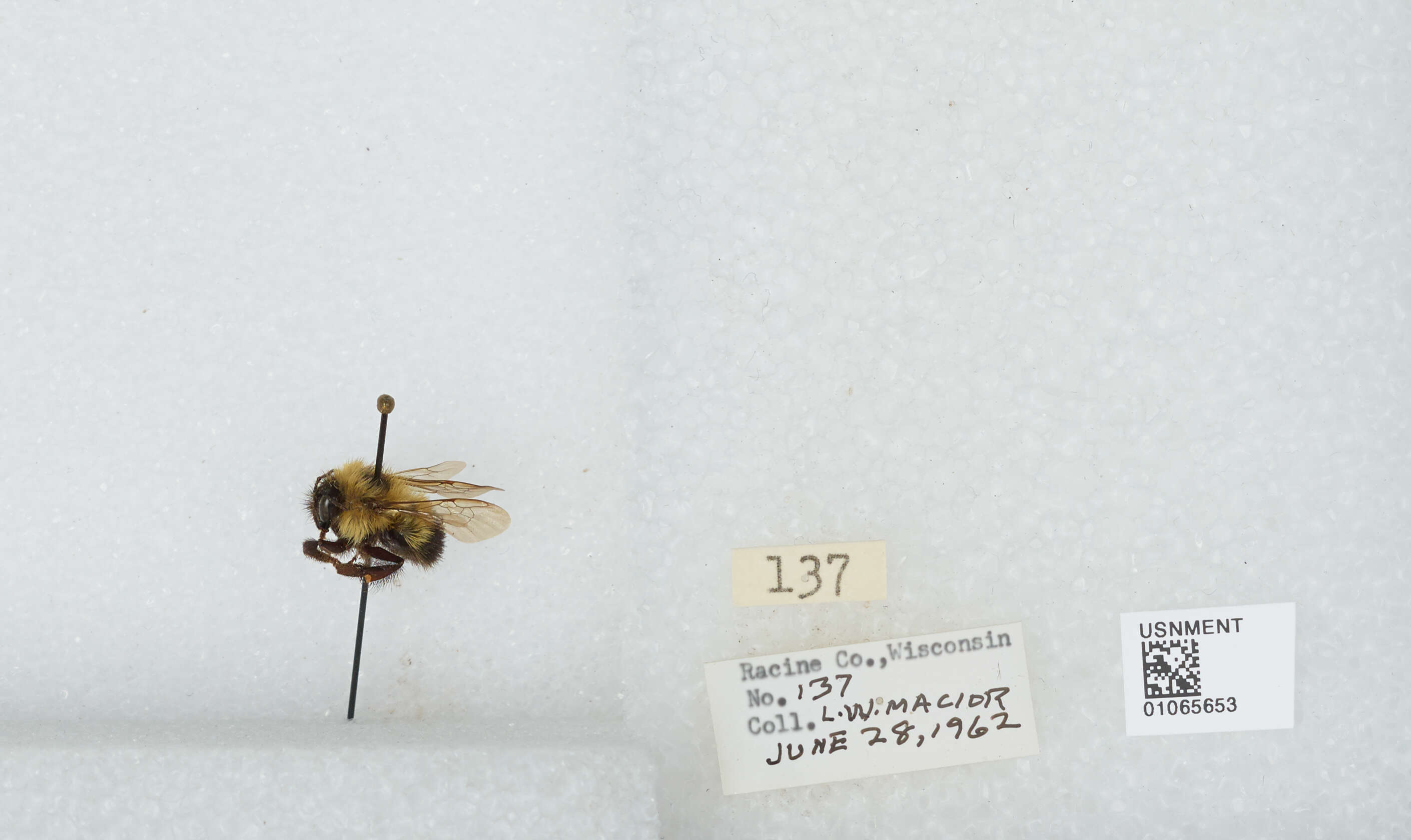 Слика од Bombus affinis Cresson 1864