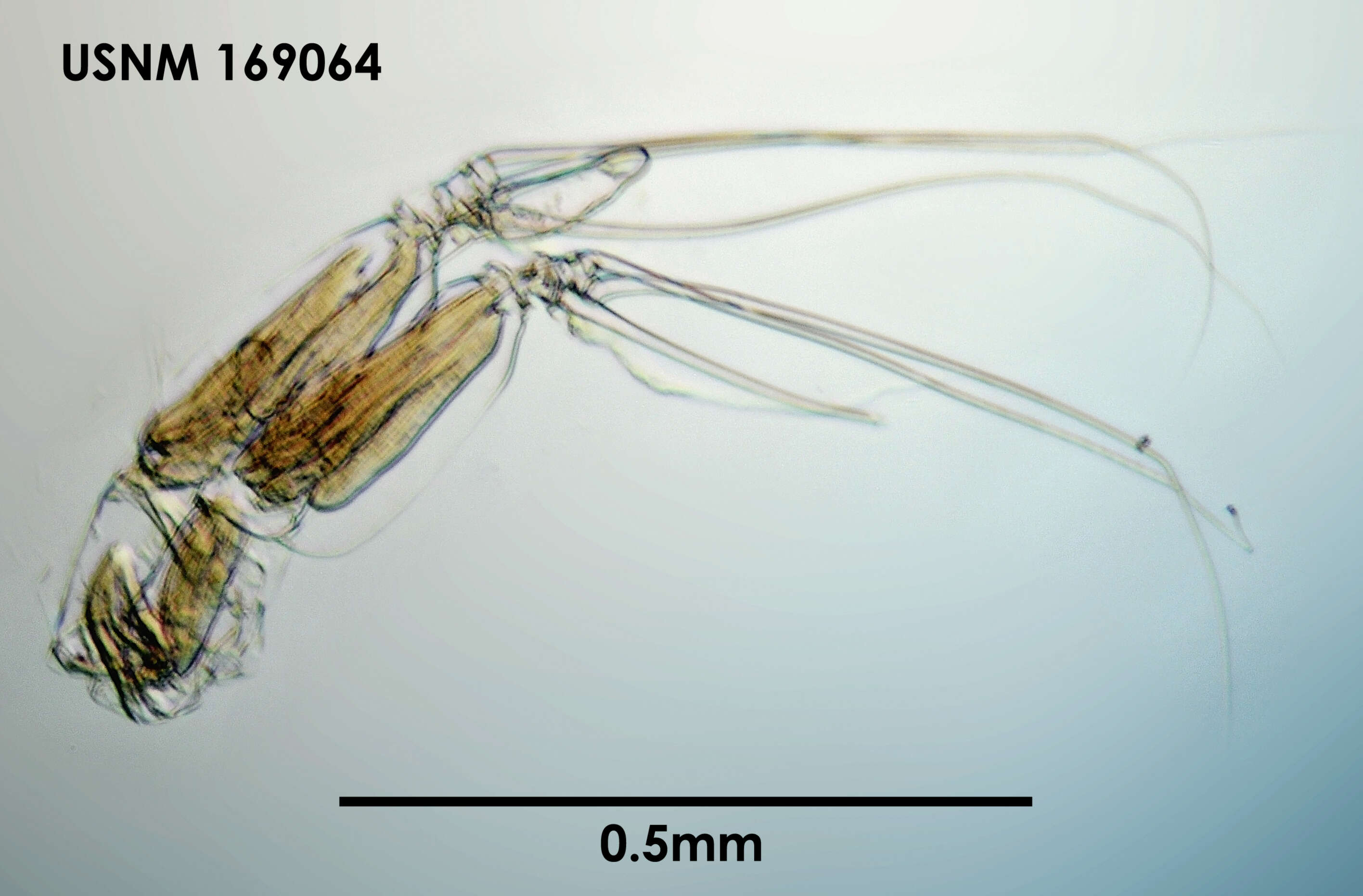 Image of Conchoecia arcuata Deevey