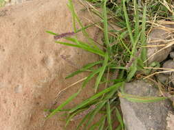 Image of Carrot seed grass