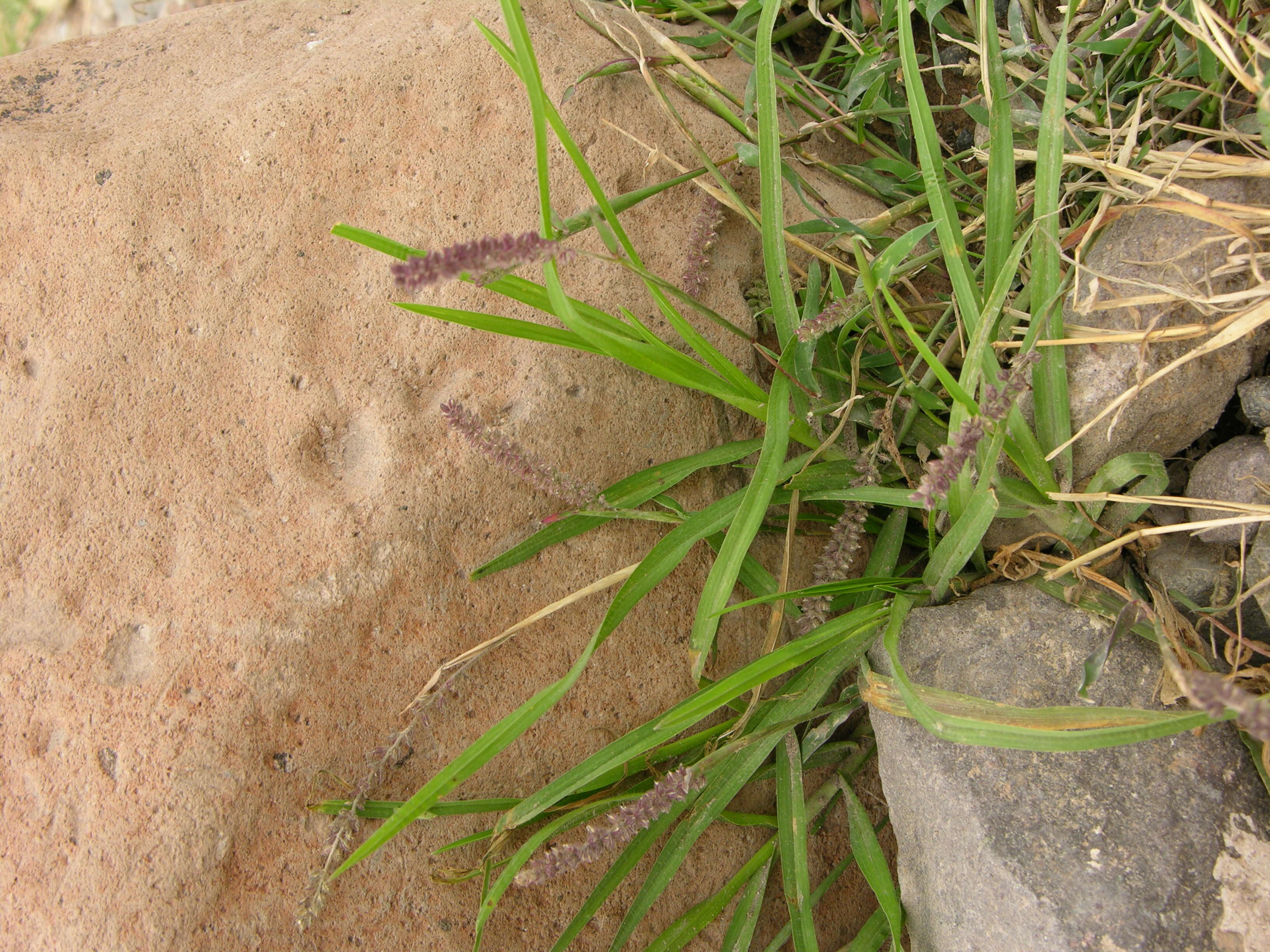 Image de Tragus berteronianus Schult.