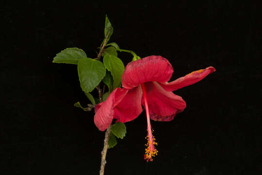 Image of China rose