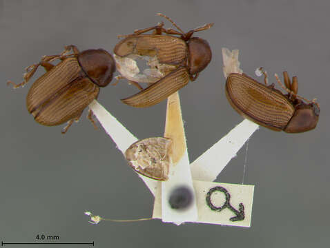 Image of Metachroma californicum anatolicum Blake 1970