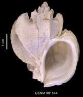 صورة Trophonella scotiana (Powell 1951)