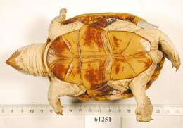 Image of Herrara’s Mud Turtle