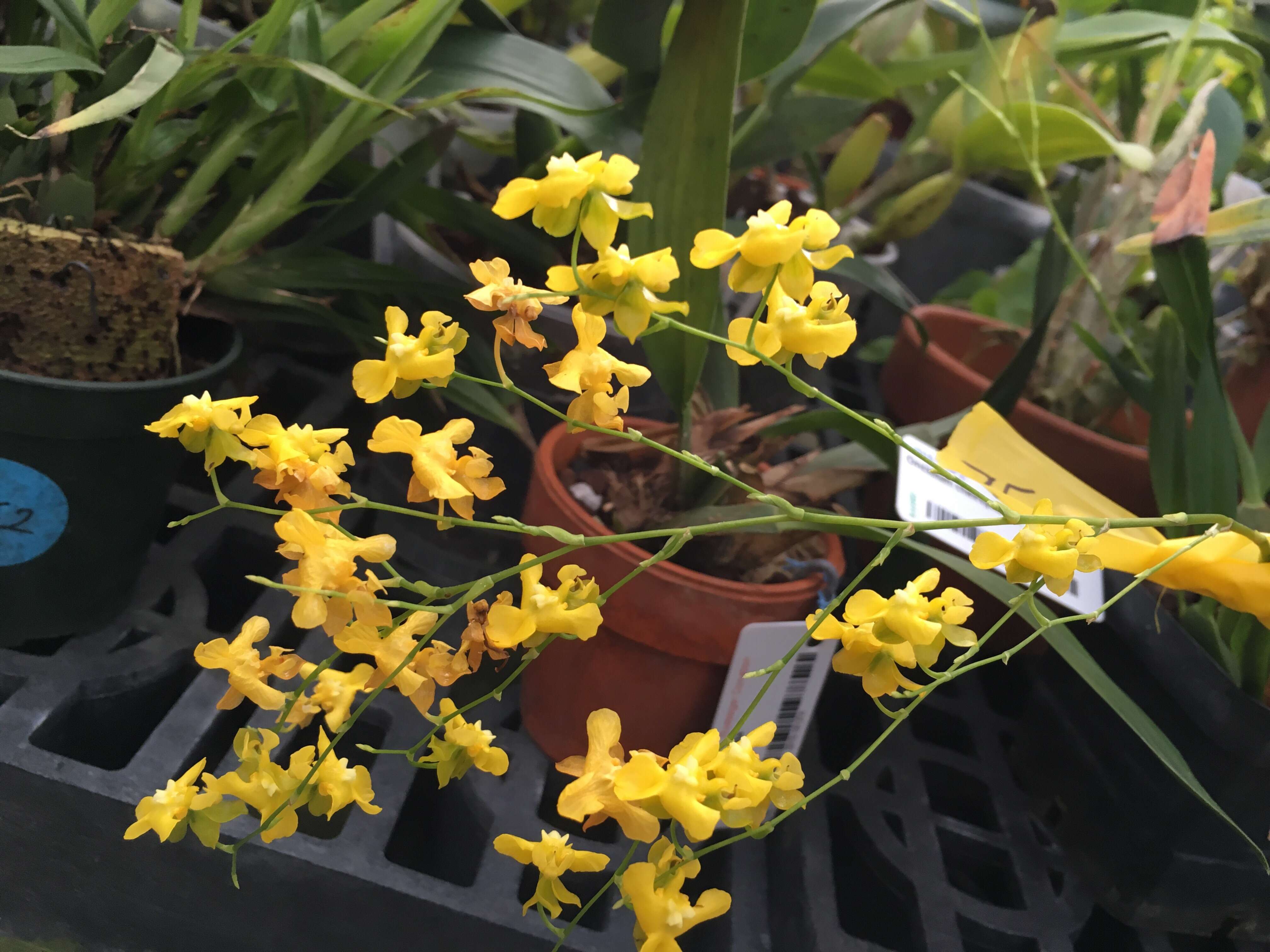 Image of Oncidium cheirophorum Rchb. fil.