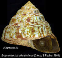 Image of Entemnotrochus P. Fischer 1885