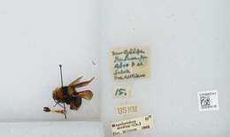 Image de Bombus medius Cresson 1864